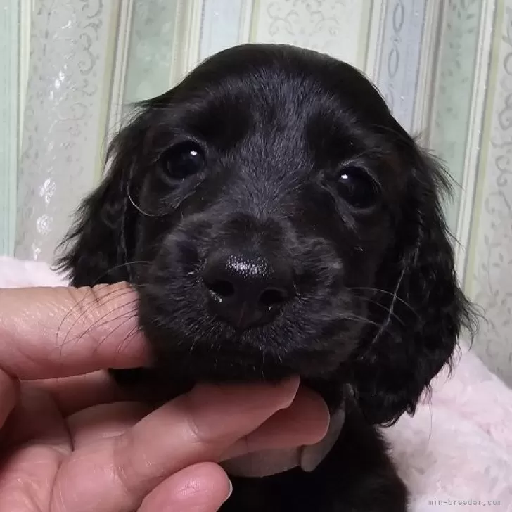 ID:2501-00569の子犬