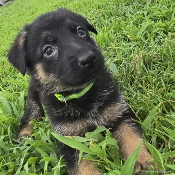 ID：2507-00475の子犬