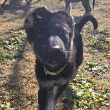 ジャーマン・シェパード・ドッグ【茨城県・男の子・2025年9月27日・ブラック&タン】の写真「元気いっぱいの男の子👦♂️」