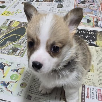 ウェルシュ・コーギー・ペンブローク【茨城県・男の子・2025年1月24日・レッド&ホワイト】の写真「カラーの綺麗な男の子👦」