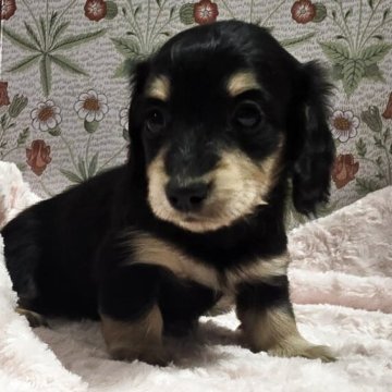 ミニチュアダックスフンド(ロング)【茨城県・女の子・2025年3月31日・ブラック&イエロー】の写真「とっても美人さん♀️👧」