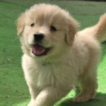 ゴールデンレトリバー【茨城県・男の子・2025年8月14日・ゴールド】の写真「小さくて可愛い❤️
ふわもこの男の子👦」