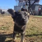 ジャーマン・シェパード・ドッグ【茨城県・女の子・2025年9月27日・ブラック&タン】の写真1