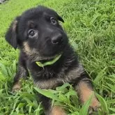 ジャーマン・シェパード・ドッグ【茨城県・男の子・2025年5月25日・ブラック&タン】の写真1