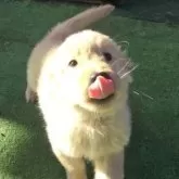 ゴールデンレトリバー【茨城県・女の子・2025年8月14日・ゴールド】の写真2