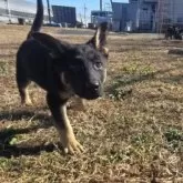 ジャーマン・シェパード・ドッグ【茨城県・女の子・2025年9月27日・ブラック&タン】の写真2