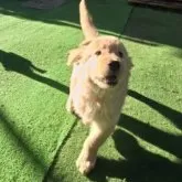 ゴールデンレトリバー【茨城県・女の子・2025年8月14日・ゴールド】の写真4