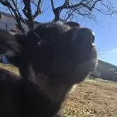 ジャーマン・シェパード・ドッグ【茨城県・女の子・2025年9月27日・ブラック&タン】の写真4