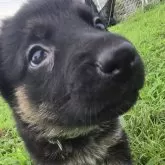 ジャーマン・シェパード・ドッグ【茨城県・男の子・2025年5月25日・ブラック&タン】の写真5