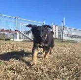 ジャーマン・シェパード・ドッグ【茨城県・女の子・2025年9月27日・ブラック&タン】の写真5