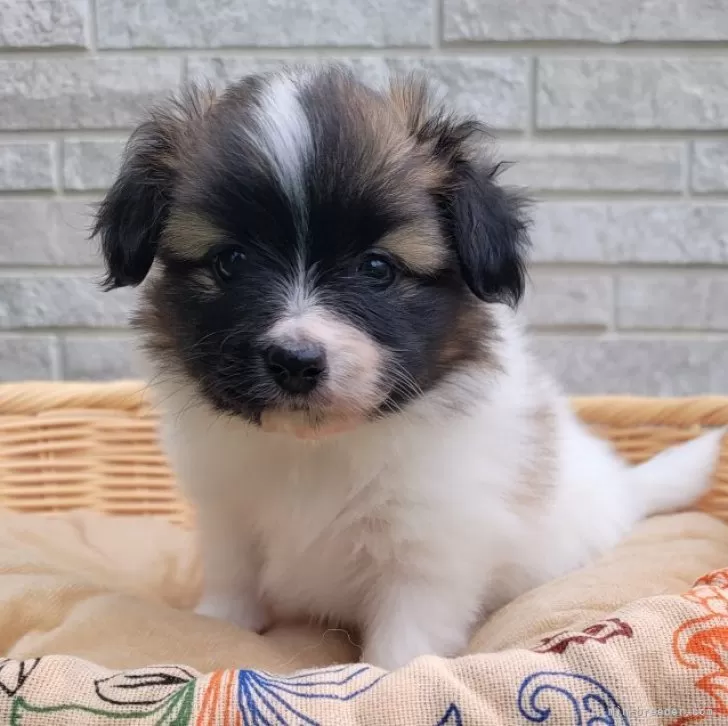 ID:2404-02172の子犬