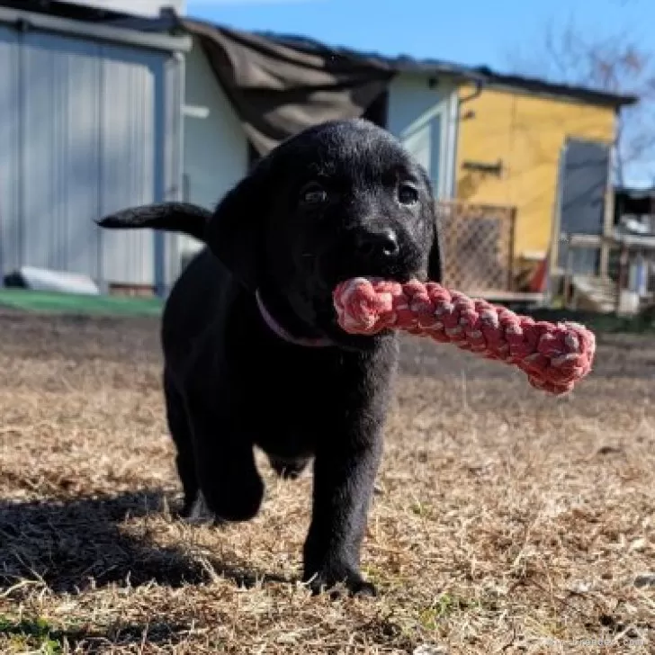 ID：2402-03777の子犬