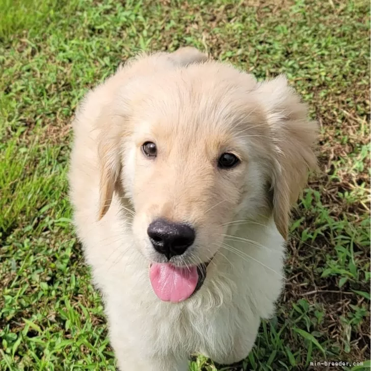 M.S 様のお迎えした子犬