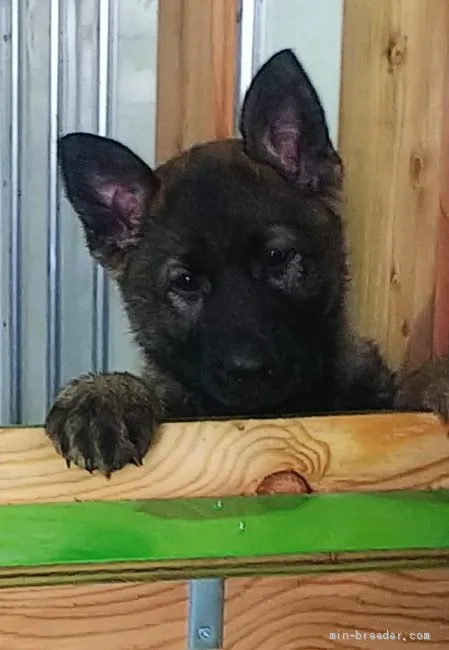 ID:2011-01865の子犬