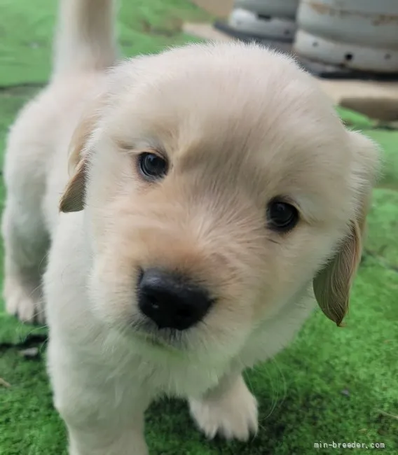 ID:2111-01204の子犬