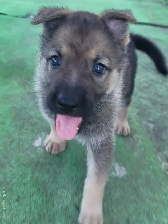 ID:2108-03994の子犬