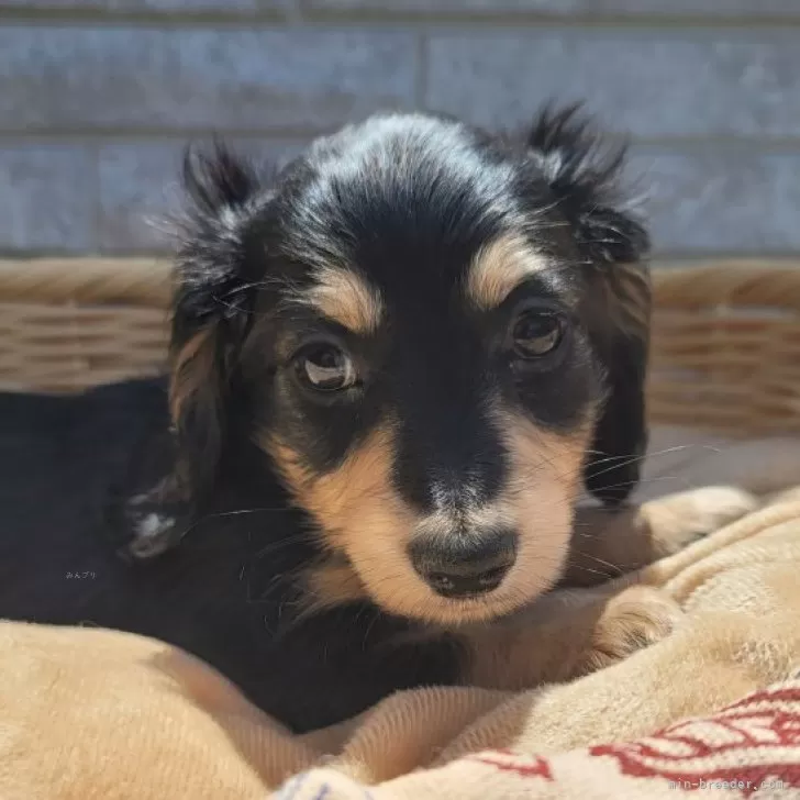 ID：2405-04195の子犬
