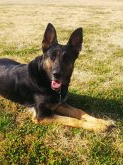 ジャーマン・シェパード・ドッグ【・女の子・2015年9月27日・ブラック&タン】