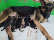 ジャーマン・シェパード・ドッグ【・女の子・2022年1月6日・ブラック&タン】「子煩悩の子育て上手疲れてめが半開き😅」