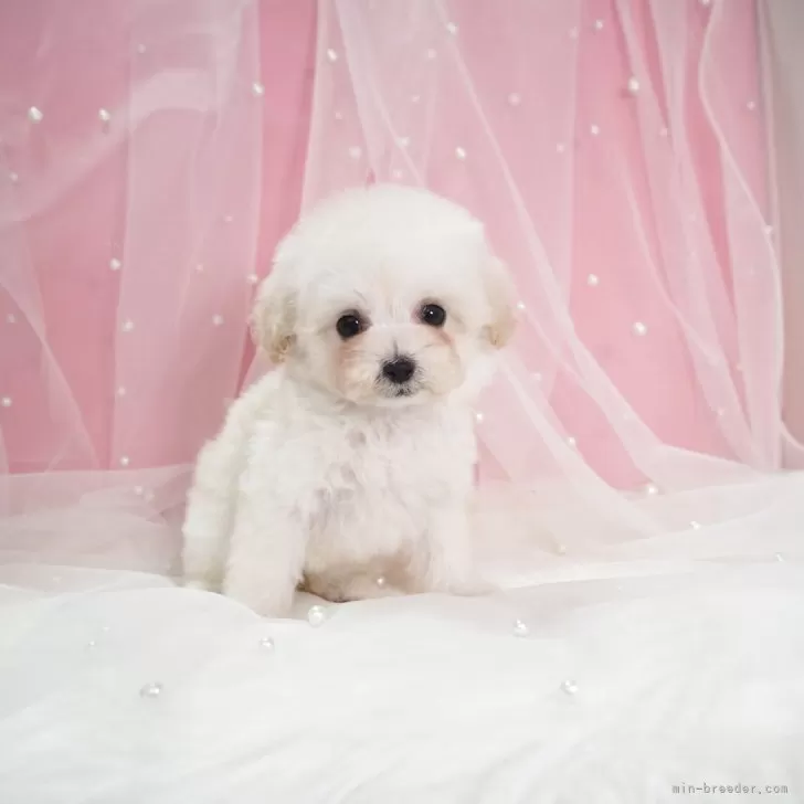 K.A 様のお迎えした子犬