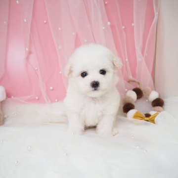 ビションフリーゼ【奈良県・女の子・2025年10月22日・ホワイト】の写真「パパ韓国ミニビション🇰🇷可愛い姫🩷🩷」