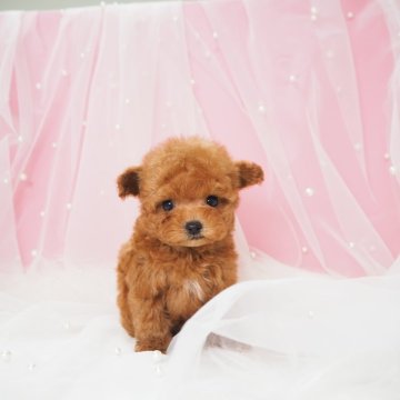 ティーカッププードル【奈良県・男の子・2025年9月9日・レッドフォーン(レッド)】の写真「マイクロティーカップの王子様🧸🩷」