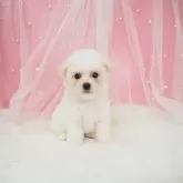 ビションフリーゼ