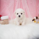 ビションフリーゼ