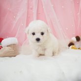 ビションフリーゼ