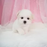 ビションフリーゼ