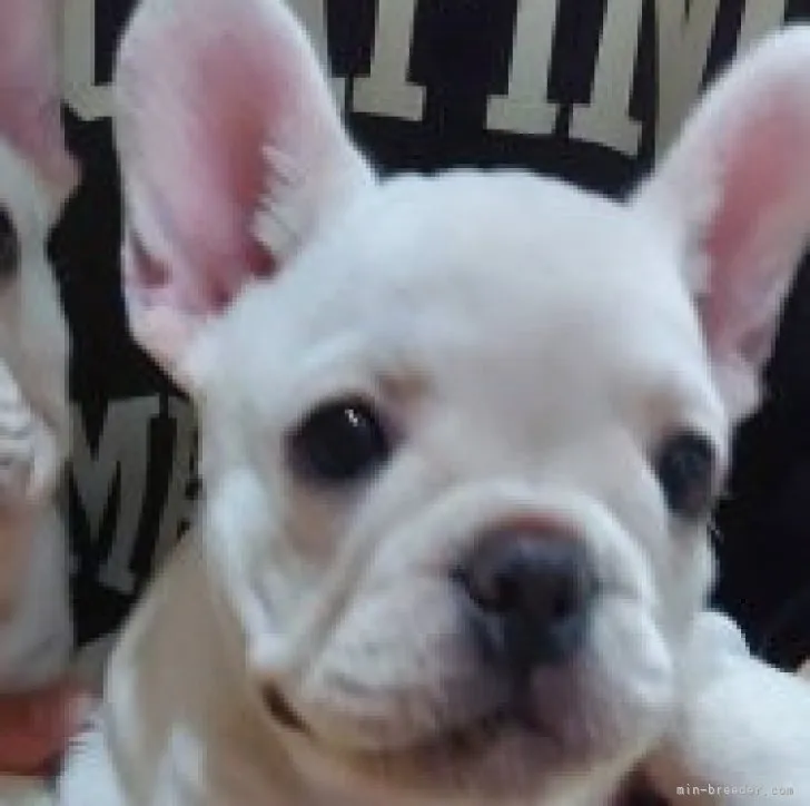 ID:2305-04280の子犬
