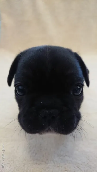 ID:2101-01018の子犬