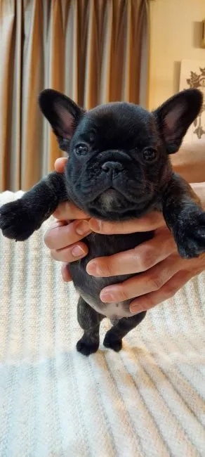 ID：2112-03571の子犬