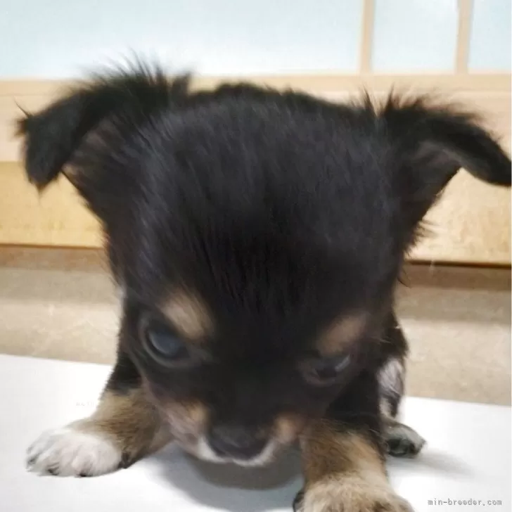ID:2505-07429の子犬