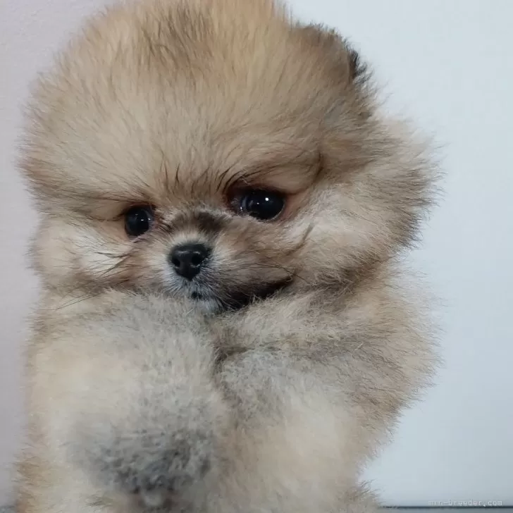 ID:2501-03024の子犬