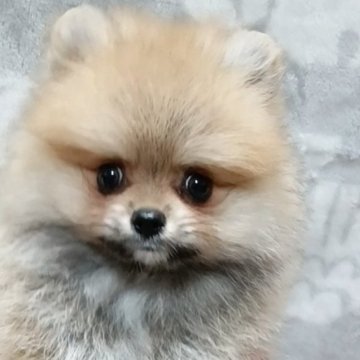 ポメラニアン【大阪府・男の子・2025年6月11日・オレンジセーブル】の写真「たぬき顔の男の子」