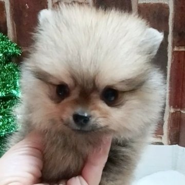 ポメラニアン【大阪府・女の子・2025年9月11日・オレンジセーブル】の写真「小さな可愛い女の子」