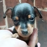 ミニチュアピンシャー