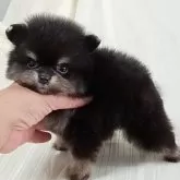 ポメラニアン