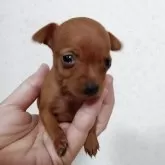 ミニチュアピンシャー【大阪府・女の子・2025年3月20日・レッド】の写真5「生後1ヶ月の幼いお顔」