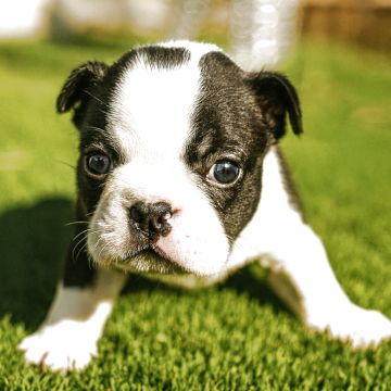 ボストンテリア【山梨県・男の子・2025年10月27日・ボストンカラー】の写真「上質な容姿と気質を備えた特選パピー💜」