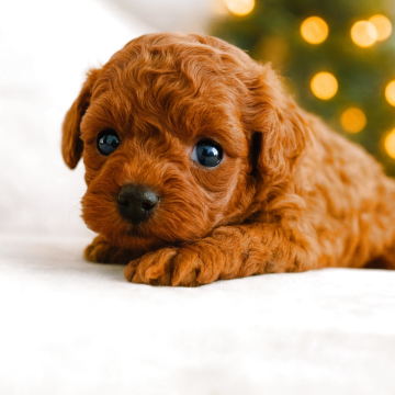 トイプードル(タイニー)【山梨県・女の子・2025年10月25日・レッド】の写真「過去最高レベルの可愛さです。キラキラの瞳💜」