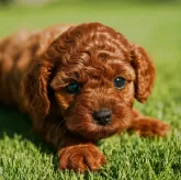 タイニープードル