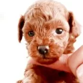 タイニープードル【山梨県・男の子・2025年10月27日・レッド】の写真2