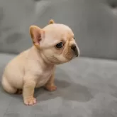フレンチブルドッグ【山梨県・女の子・2025年10月24日・クリーム】の写真3