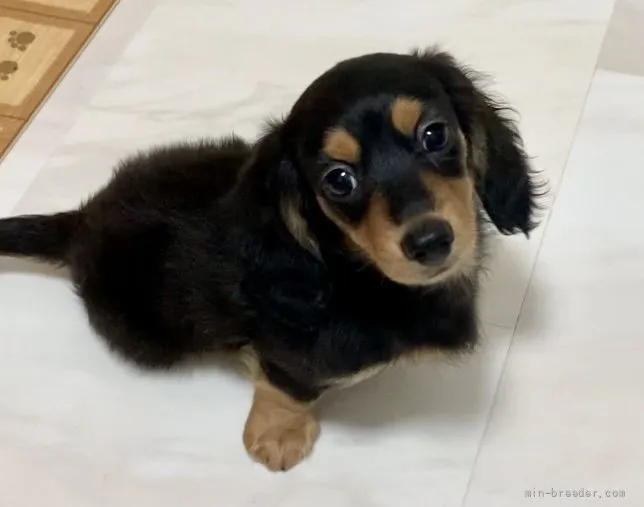 ID：2107-03709の子犬