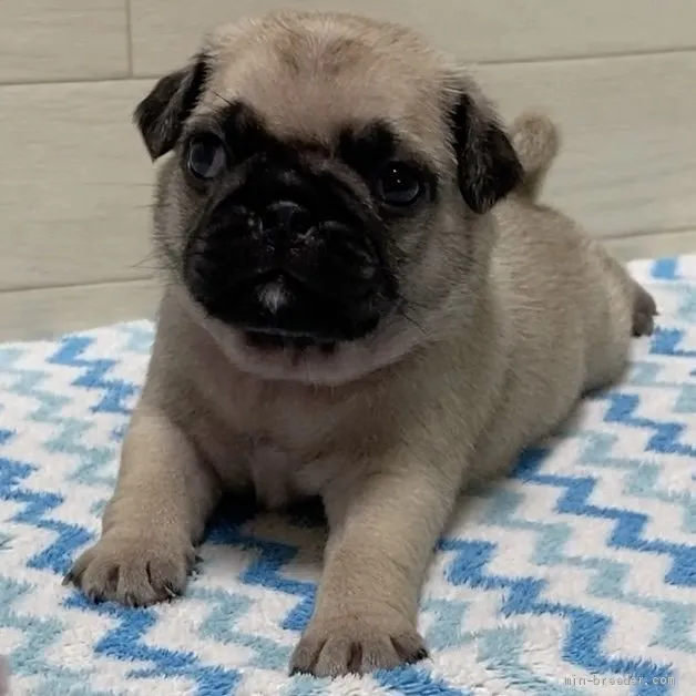 ID:2104-00015の子犬