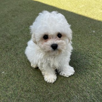 ビションフリーゼ【茨城県・女の子・2025年6月10日・ホワイト】の写真「ふわふわの毛並みとつぶらな瞳❤️」