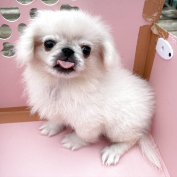 ペキニーズ【茨城県・女の子・2025年7月6日・ホワイト】の写真「小ぶりな女の子です❤️」