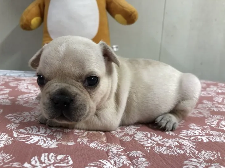 ID:2107-03772の子犬